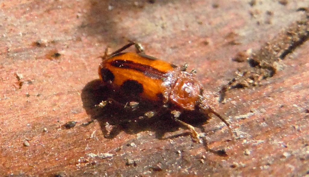 Ancylopus melanocephalus, Endomychidae (con acari)